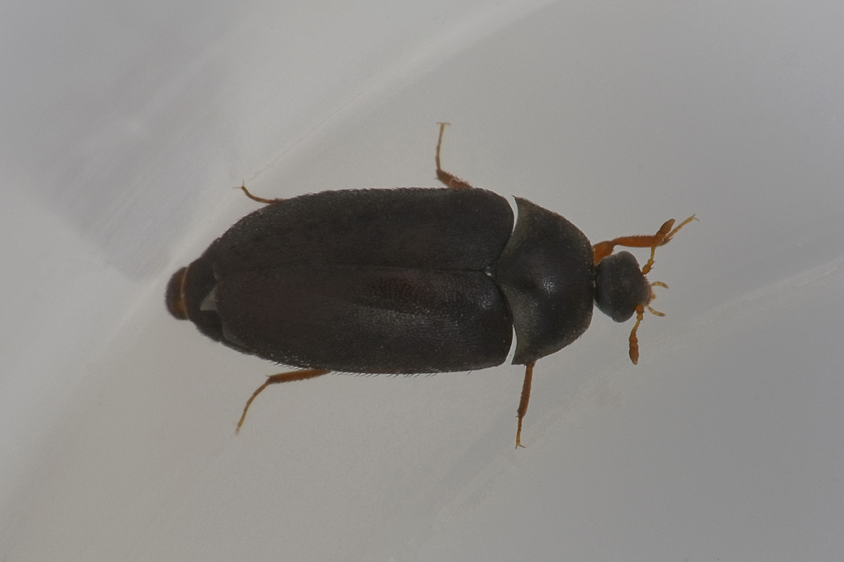 Dermestidae tra i panni: Attagenus unicolor, femmina